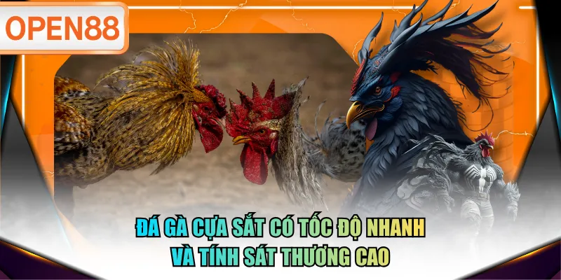 Đá gà cựa sắt có tốc độ nhanh và tính sát thương cao Đá gà cựa sắt có tốc độ nhanh và tính sát thương cao